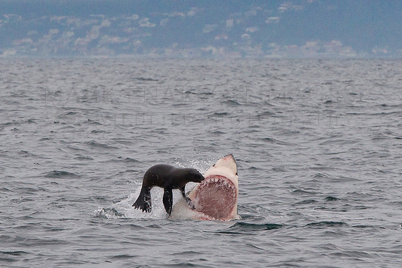 A white shark attacks a Cape fur seal at Seal Island, South Africa