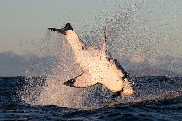 A white shark breaches at Seal Island, South Africa