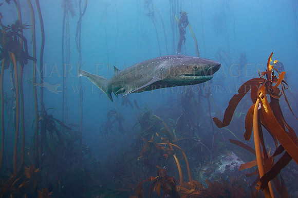 A broadnose sevengill shark hunts the kelp forests of False Bay, South Africa