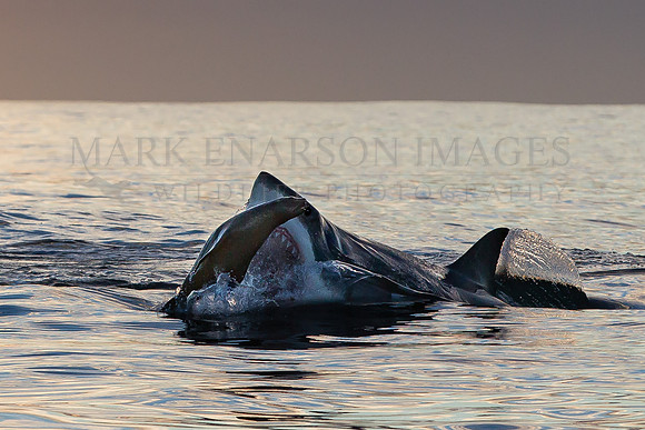 A white shark attacks a Cape fur seal in the early morning at Seal Island, South Africa