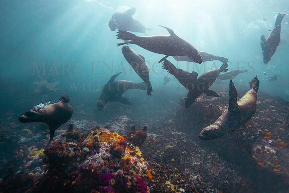 Cape fur seals must be vigilant for hunting white sharks in the shallows around Seal Island, South Africa