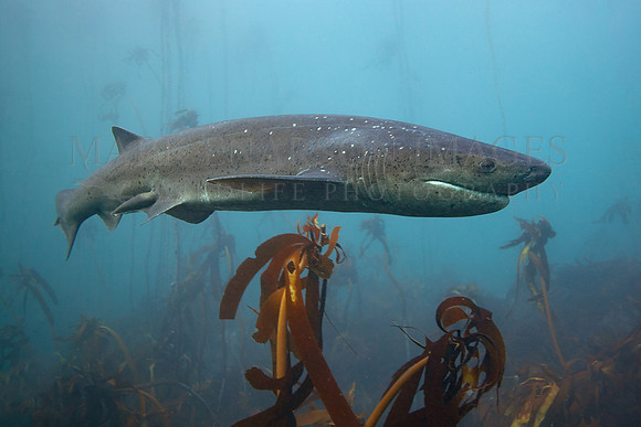 A broadnose sevengill shark in the kelp forest of False Bay, South Africa