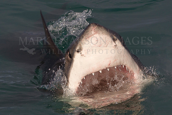 A white shark at Seal Island, South Africa