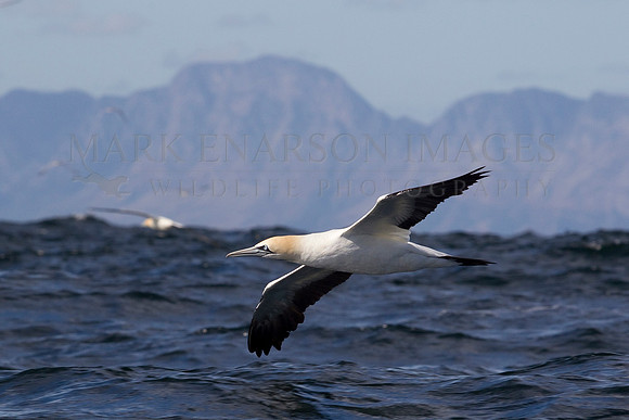 Cape gannets hunt bait balls of fish in False Bay, South Africa