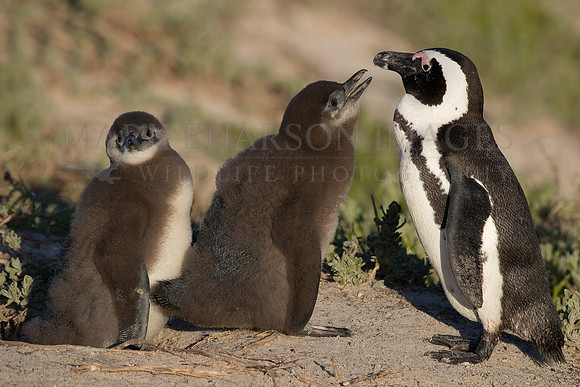 An African penguin tends to its chicks at Boulder's Beach in False Bay, South Africa
