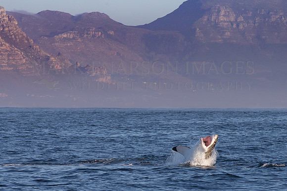 A white shark attacks a Cape fur seal at Seal Island, South Africa