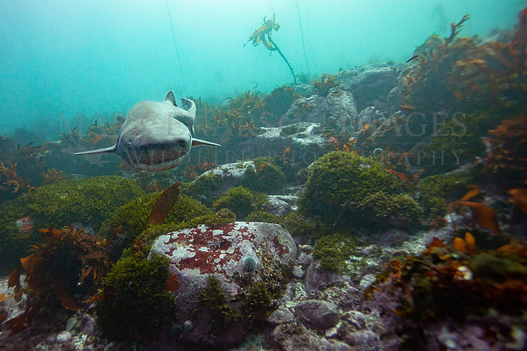 A broadnose sevengill shark hunts the kelp forests of False Bay, South Africa