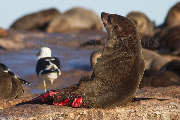 A Cape fur seal recovers on Seal Island after surviving an attack by a white shark