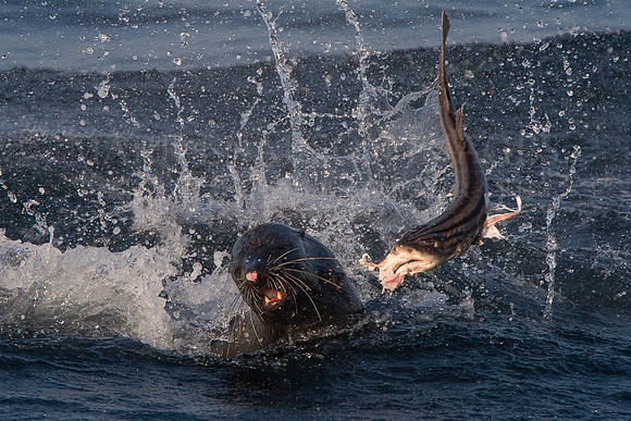 A Cape fur seal tears apart a captured pyjama cat shark at Seal Island, South Africa