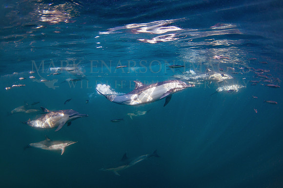 Large pods of common dolphins chase bait fish through the waters of False Bay, near Seal Island, South Africa