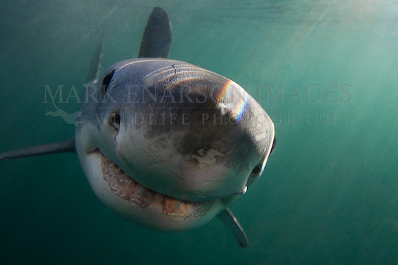 A white shark at Seal Island, South Africa