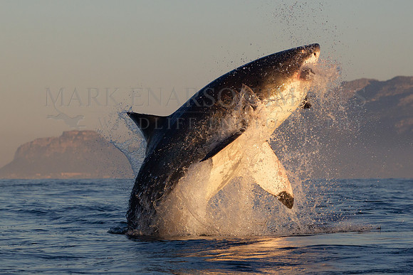A white shark breaches on a decoy at Seal Island, South Africa