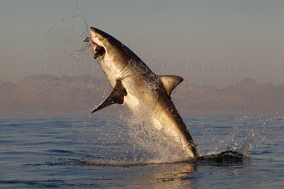 A white shark breaches on a decoy at Seal Island, South Africa