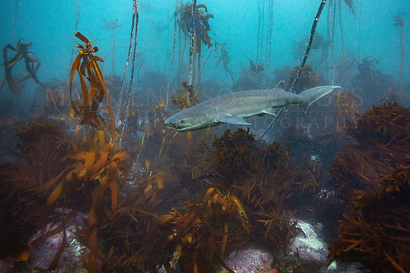 A broadnose sevengill shark hunts the kelp forests of False Bay, South Africa