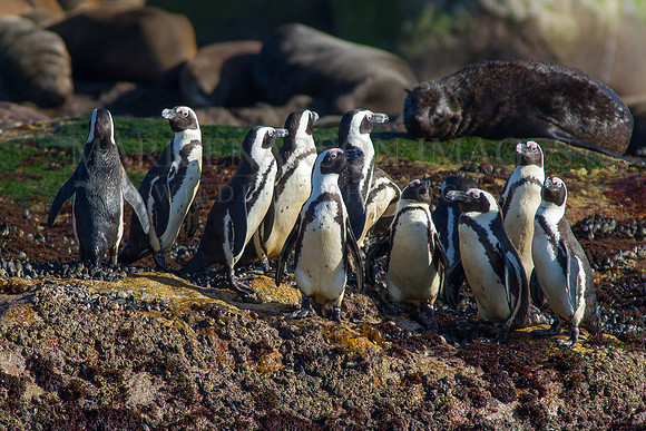 Small groups of African penguins live amongst the Cape fur seals on Seal Island, in False Bay, South Africa