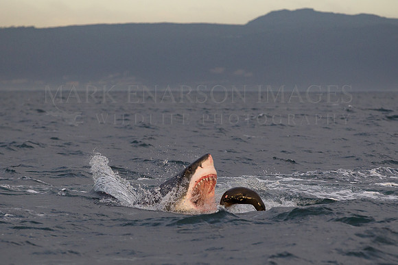 A white shark attacks a Cape fur seal at Seal Island, South Africa