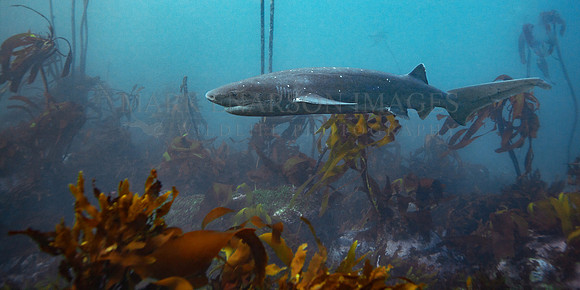 A broadnose sevengill shark hunts the kelp forests of False Bay, South Africa