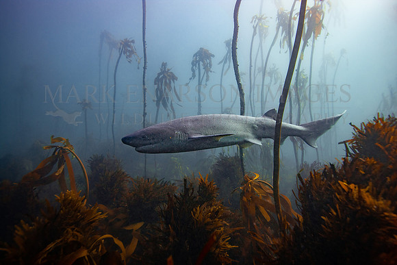 A broadnose sevengill shark hunts the kelp forests of False Bay, South Africa