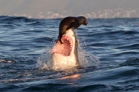 A Cape Fur Seal balances on the nose of an attacking white shark