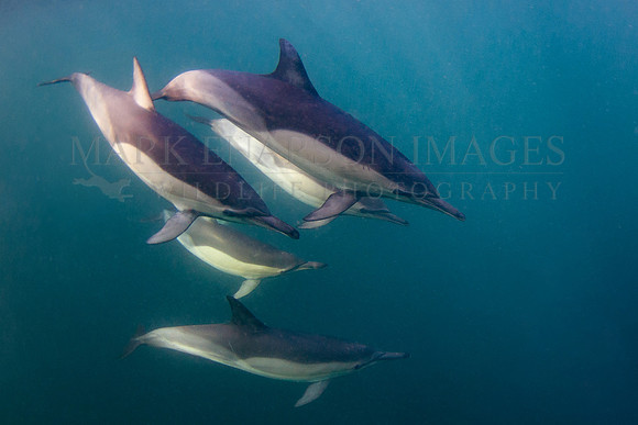 Pods of common dolphins hunt for bait fish in False Bay, South Africa