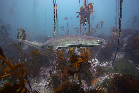 A broadnose sevengill shark in the kelp forest of False Bay, South Africa