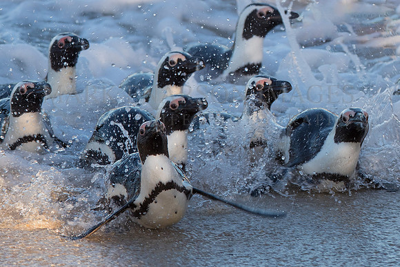 A group of African penguins returns to the beach after a day of feeding at sea