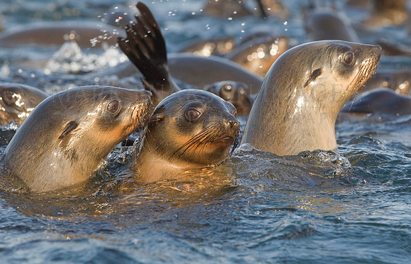 Young Cape fur seals frolic and socialize in the shallow water around Seal Island, South Africa