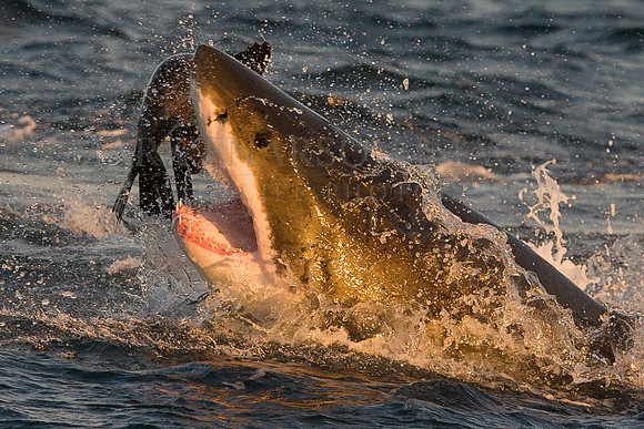 A white shark attacking a Cape fur seal at Seal Island, South Africa