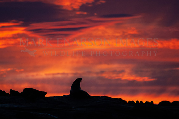 Cape fur seals silhouetted against the sunrise at Seal Island, South Africa