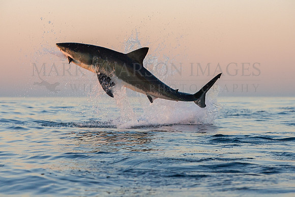 A white shark breaches on a decoy at Seal Island, South Africa