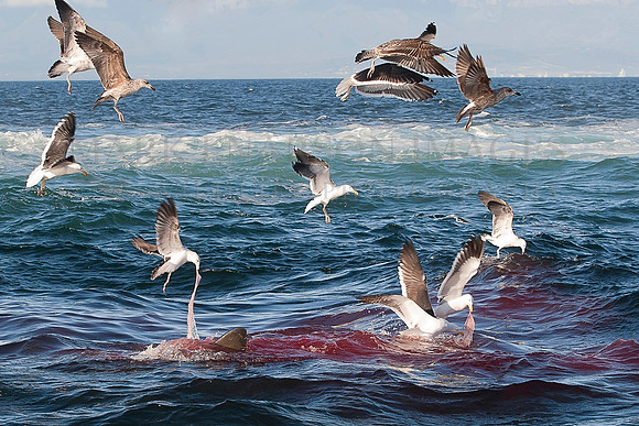 Black-backed kelp gulls scavenge entrails from a Cape fur seal killed by a white shark at Seal Island, South Africa