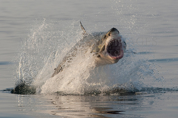 A white shark attacking a Cape fur seal at Seal Island, South Africa