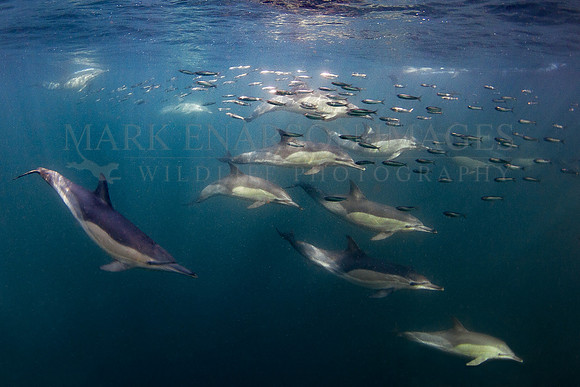 Large pods of common dolphins chase bait fish through the waters of False Bay, near Seal Island, South Africa