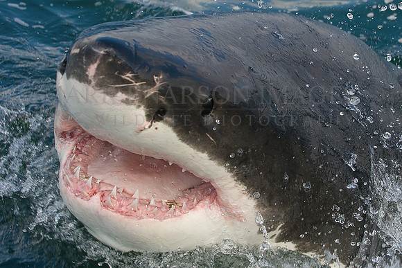 White shark breaches at the bait at Seal Island, South Africa