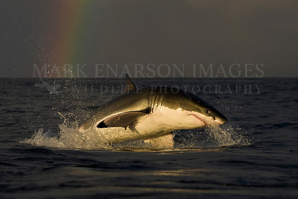 A white shark breaches in front of a rainbow on a stormy day off Seal Island, South Africa