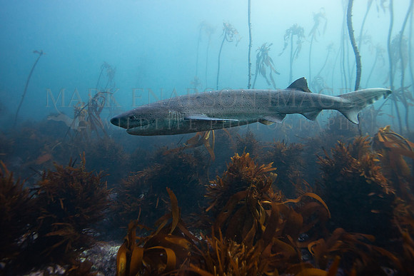 A broadnose sevengill shark in the kelp forest of False Bay, South Africa