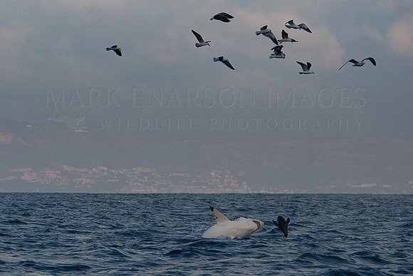A white shark attacks a Cape fur seal while the gulls follow above, hoping to scavenge, near Seal Island, South Africa