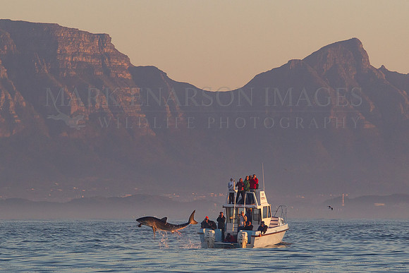 Tourists photograph a white shark breaching on a decoy at Seal Island, South Africa