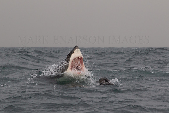 A white shark attacking a Cape fur seal at Seal Island, South Africa