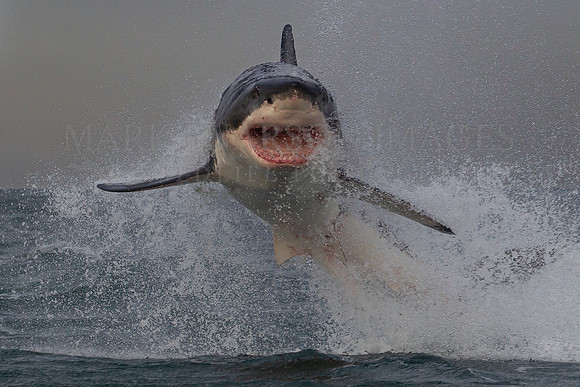 A breaching white shark at Seal Island, South Africa