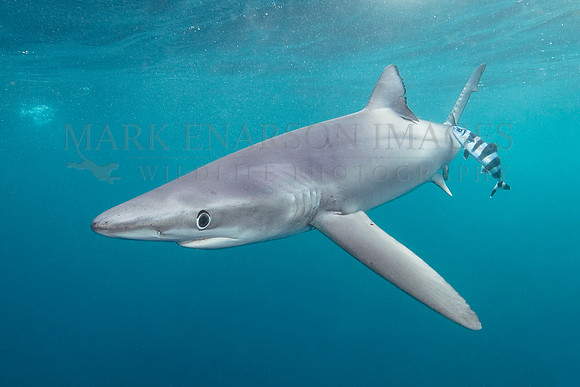 A large blue shark hunts off of Cape Point, South Africa