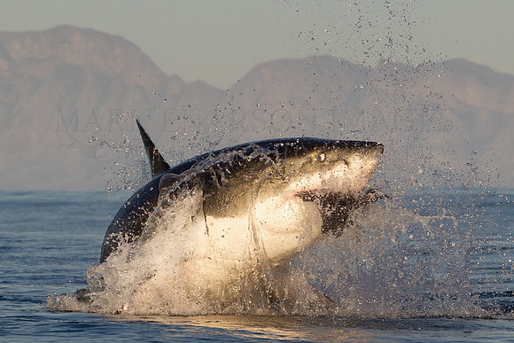 A white shark breaches on a decoy at Seal Island, South Africa