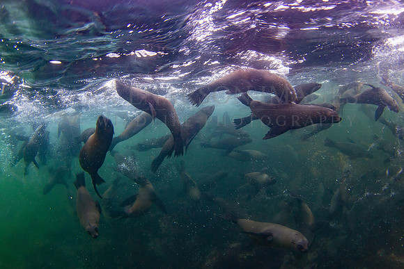 Cape fur seal cavort in the shallows around Seal Island, South Africa