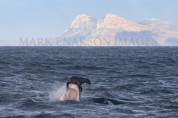 For a heart stopping moment, a young Cape fur seal balances on the nose of an attacking white shark, off Seal Island, South Africa