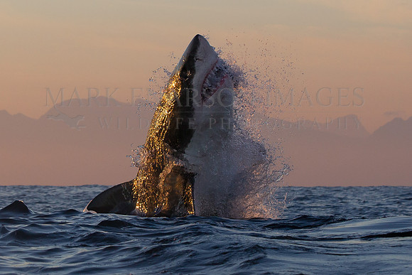 A white shark breaches in the early morning at Seal Island, in False Bay, South Africa