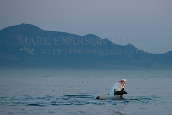 A white shark attacking a Cape fur seal before sunrise at Seal Island, South Africa