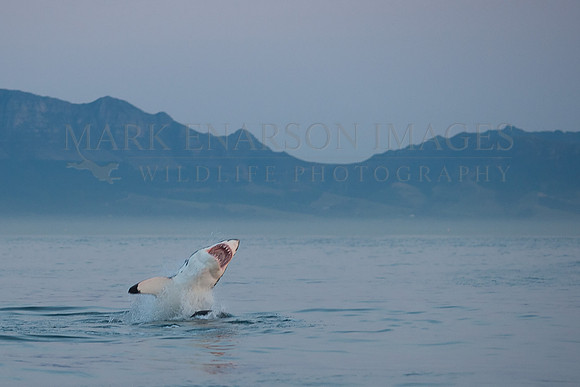 A white shark attacking a Cape fur seal before sunrise at Seal Island, South Africa