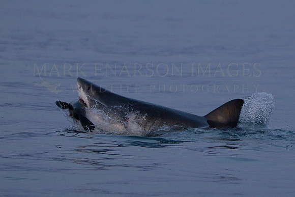 A white shark captures a Cape fur seal off Seal Island, South Africa