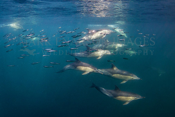 Large pods of common dolphins chase bait fish through the waters of False Bay, near Seal Island, South Africa