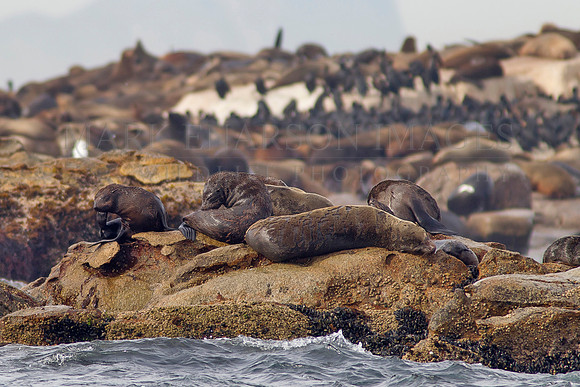Cape fur seal pups gather in nursery groups on Seal Island, South Africa, while their mothers head to sea to fish